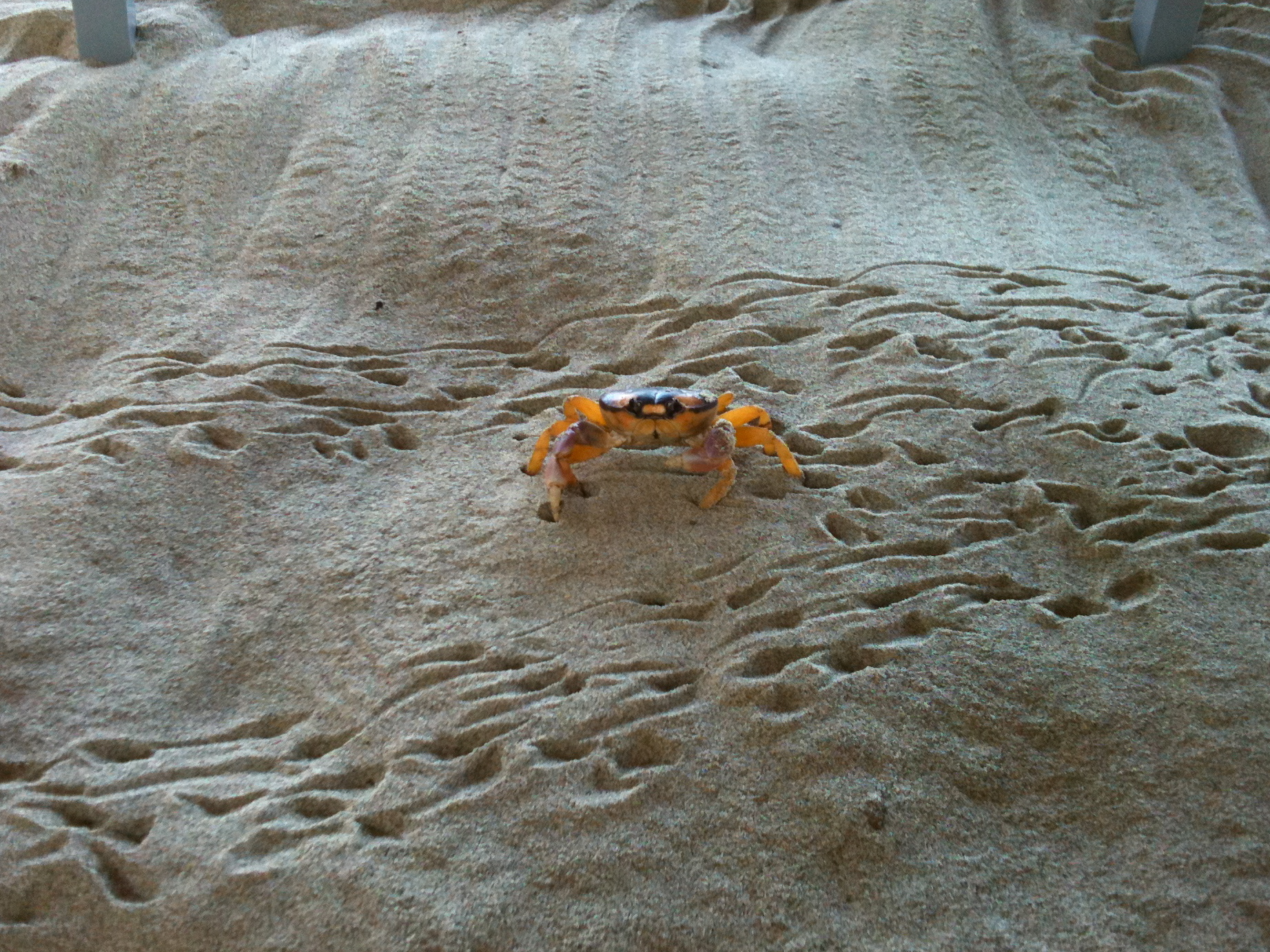 Crab Migration