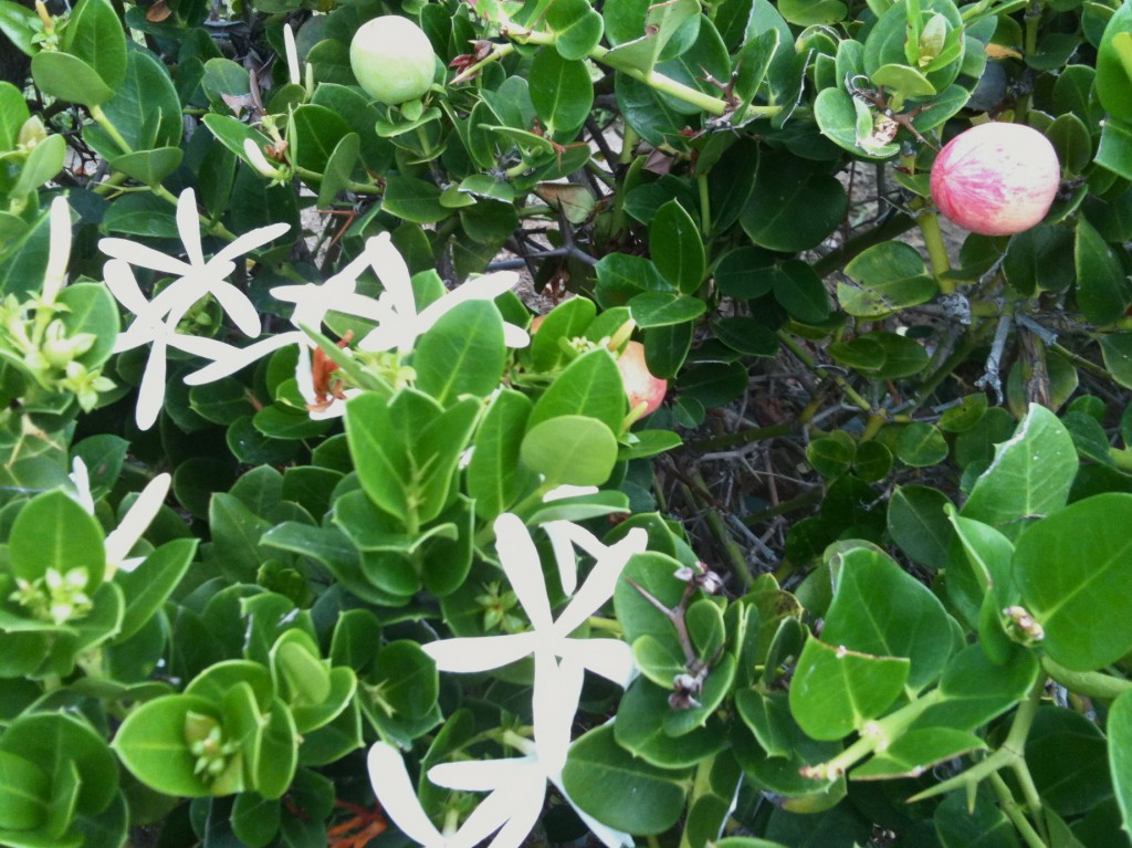 Jasmine Fruit